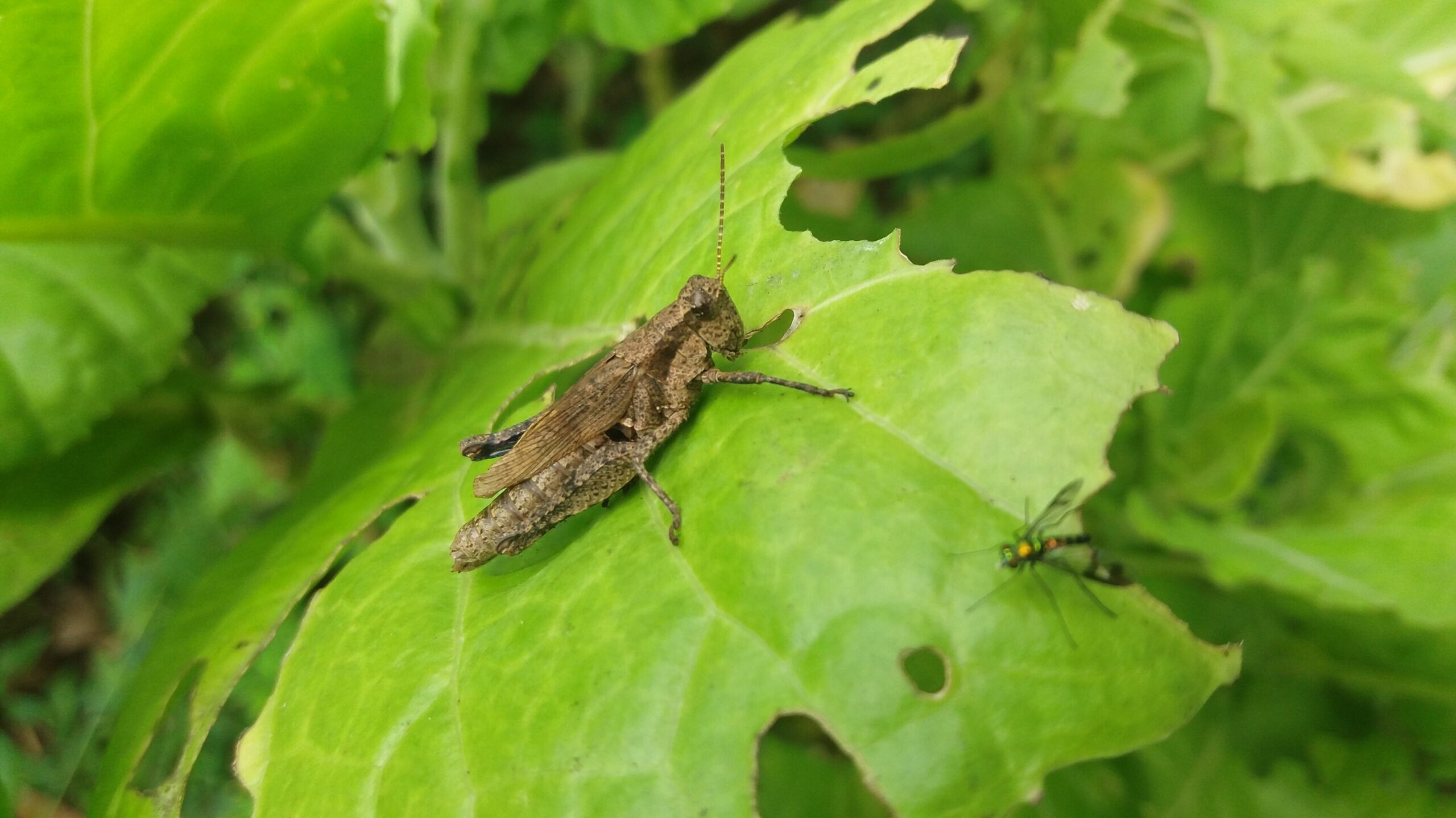 grilo-em-folha-de-couve