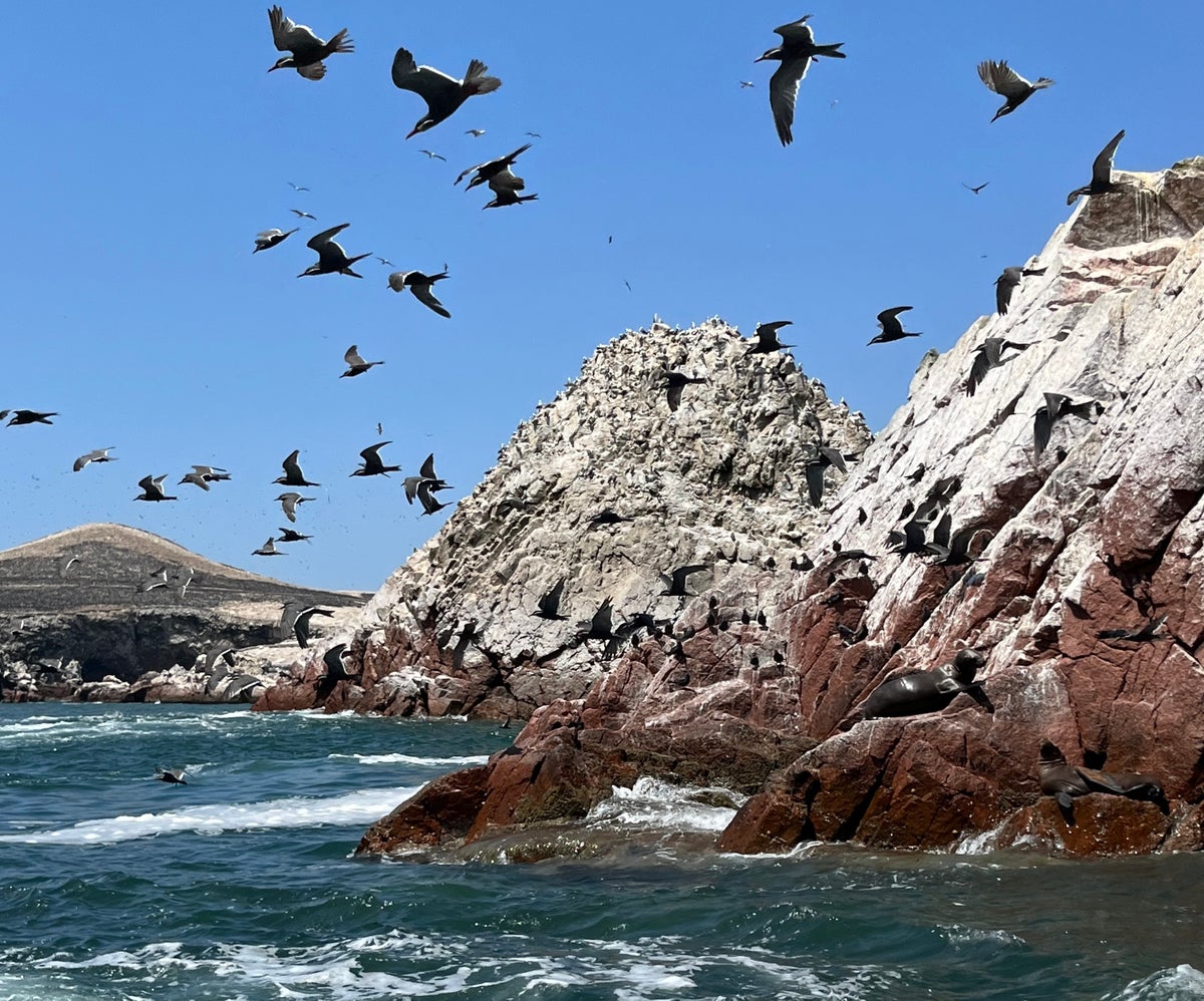 The Isla Balletas is a guano-rich island south of the Chincha Islands. Jo Osborn