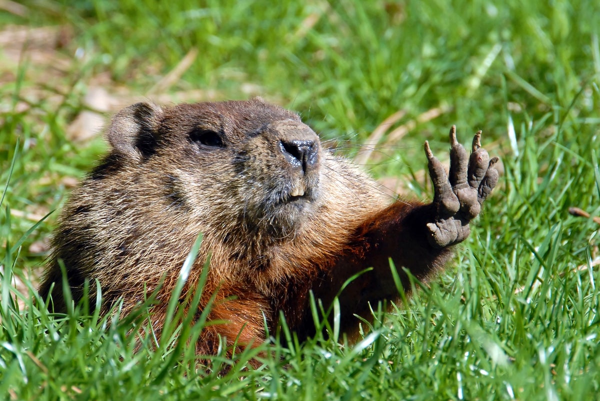 Groundhogs are unique, and it's not just because of their annual weather forecasts mirecca/Getty ...