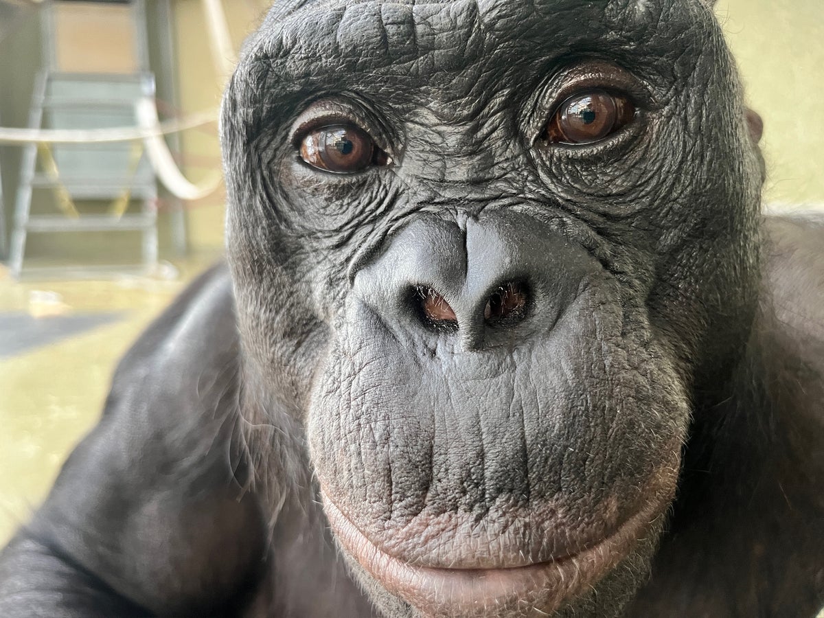Kanzi, a language trained bonobo Ape Initiative