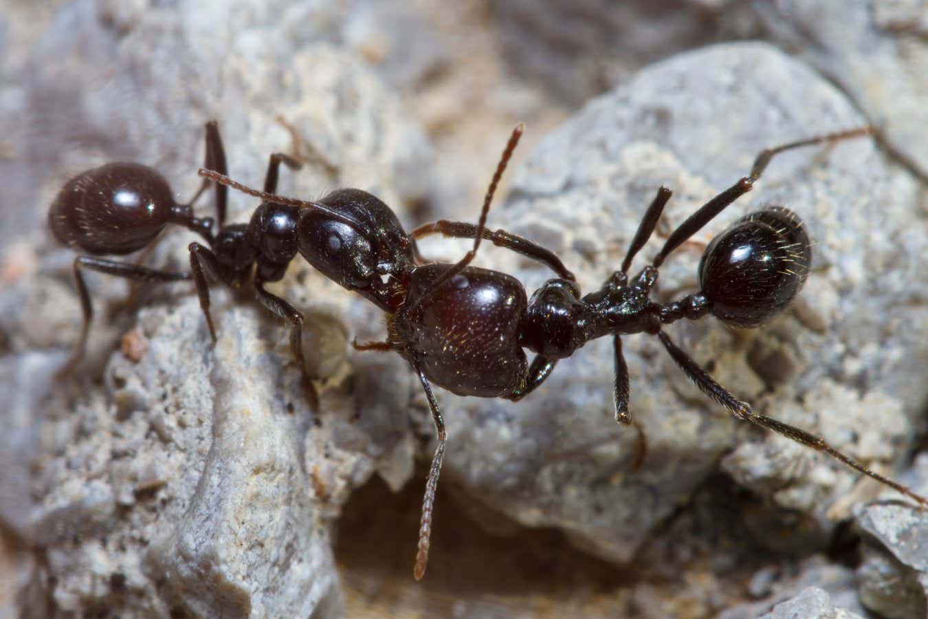 Harvester ants attack nest-mates whose scent they don’t recogniseJorgeOrtiz_1976/Shutters​tock