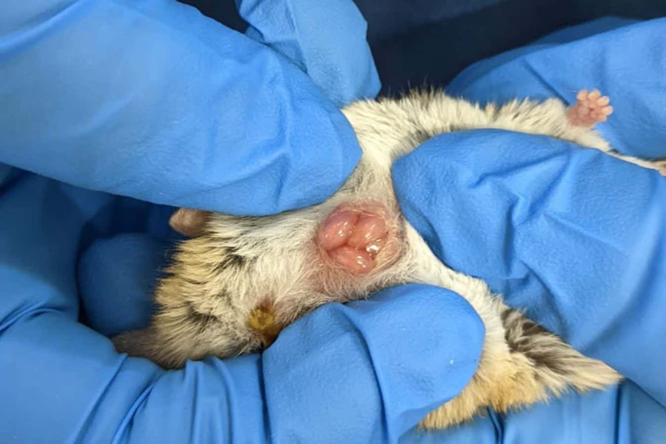 Young dunnarts in their mother’s pouchEmily Scicluna