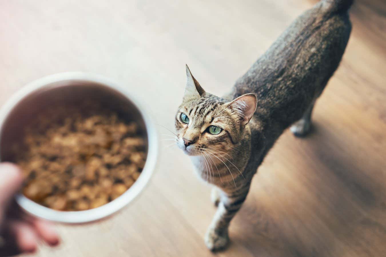 Some pet foods contain potentially harmful PFAS chemicalsCris Cantón/Getty Images