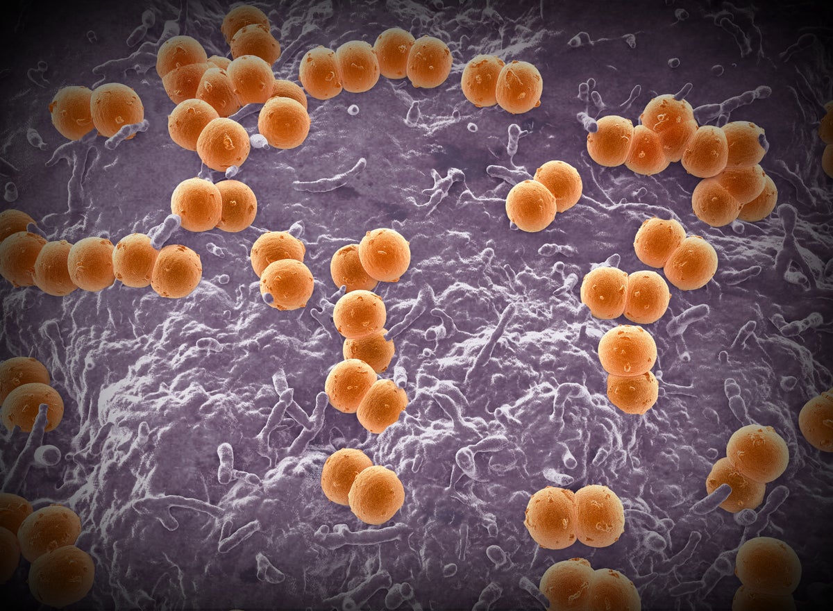 Illustration of the bacteria Neisseria meningitidis. ROGER HARRIS/SCIENCE PHOTO LIBRARY/Getty Images
