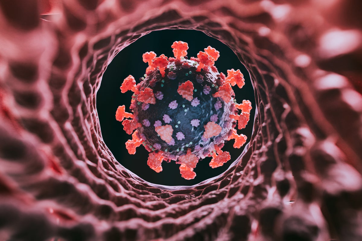 A new variant of SARS-CoV-2, the virus that causes COVID, dubbed "Cicada" is circulating. Koto_fe...
