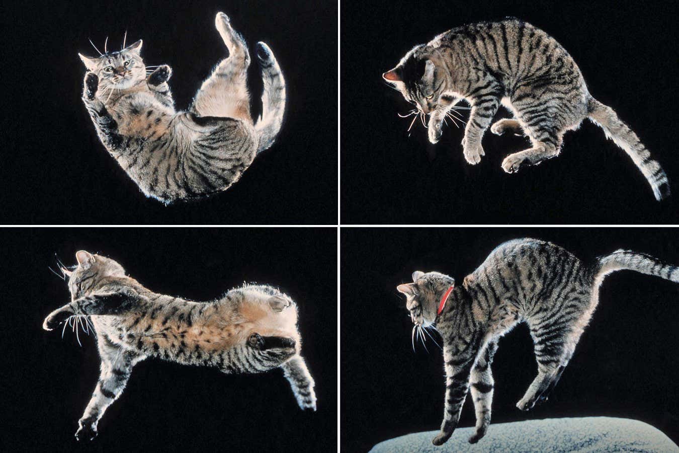 Falling cats seem to twist the front half of their body firstEvolve/Photoshot/ZUMAPRE​SS/Alamy