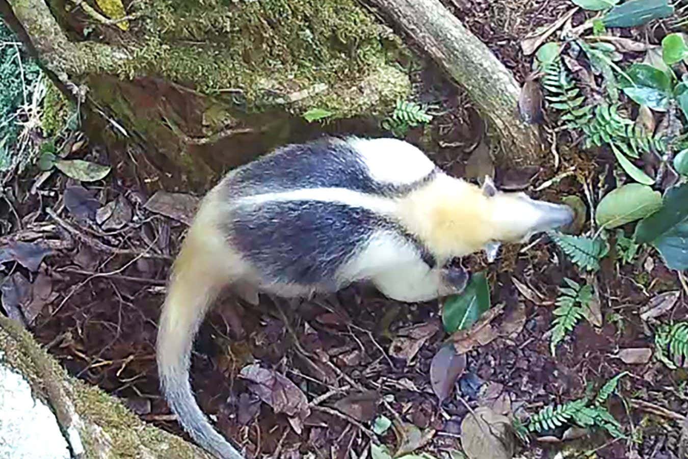 A northern tamandua – a kind of anteater – using the fig tree latrineTropical Canopy Ecology ...