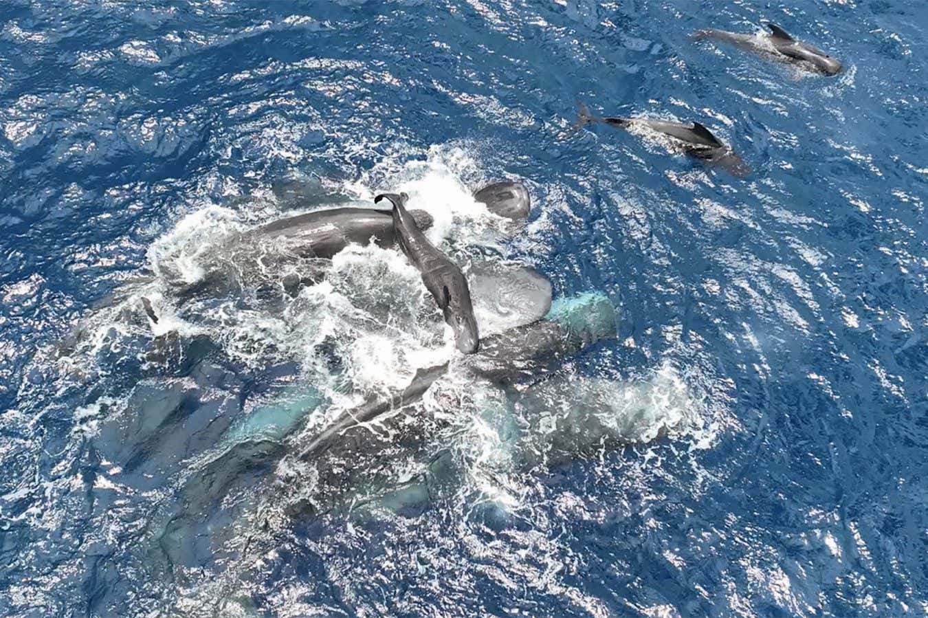 Female sperm whales hold the newborn calf above water until it can swim on its ownProject CETI