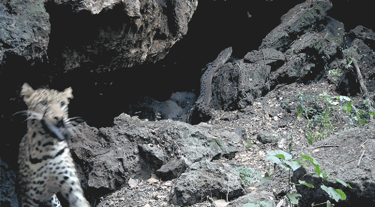 Researchers caught an African leopard on camera eating bats from a cave in Uganda. It might be th...
