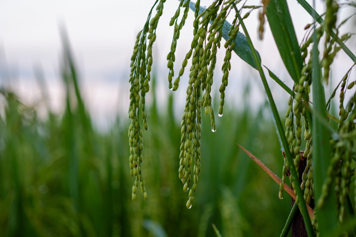Rice plants sense the sound vibrations of raindrops hitting the ground—and researchers suspect ...