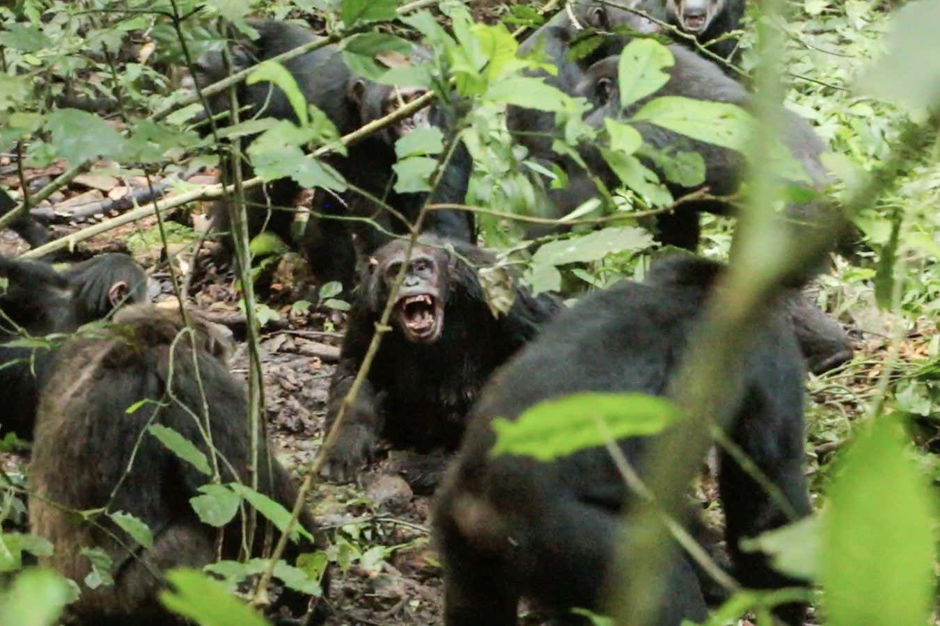 A violent encounter between the two factions of Ngogo chimpanzeesAaron Sandel