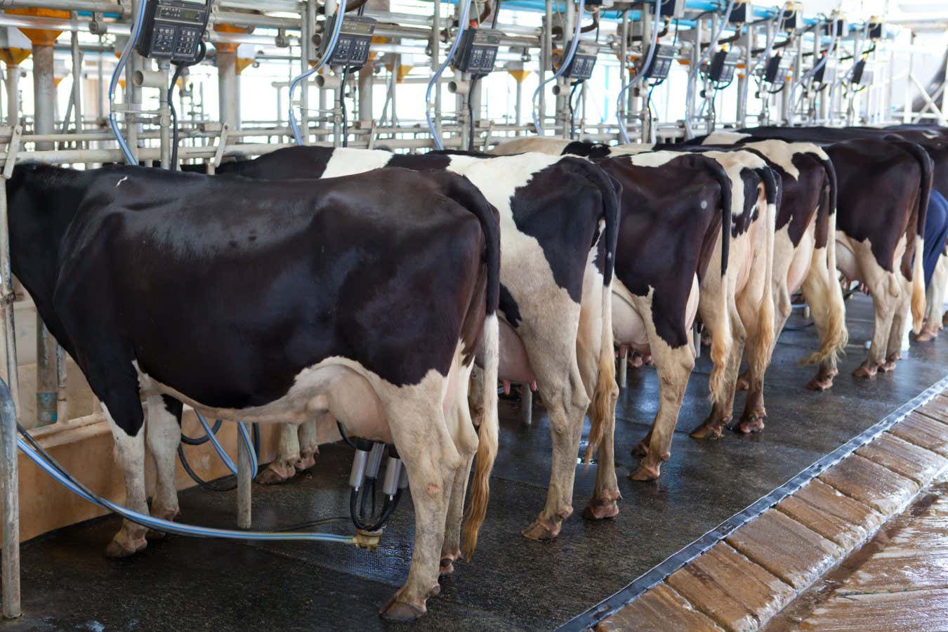 The dairy industry’s green claims are under scrutinyWitthaya/Getty Images