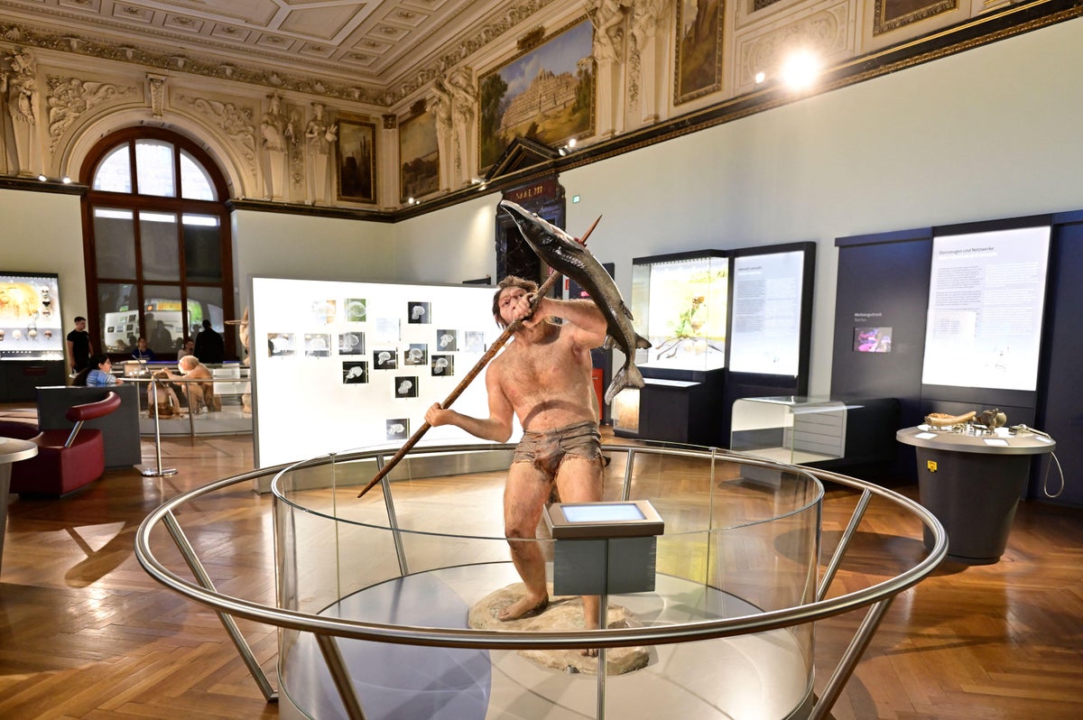 2T1JFJ5 Homo erectus in the Natural History Museum in Vienna, Austria. Franz Perc/Alamy