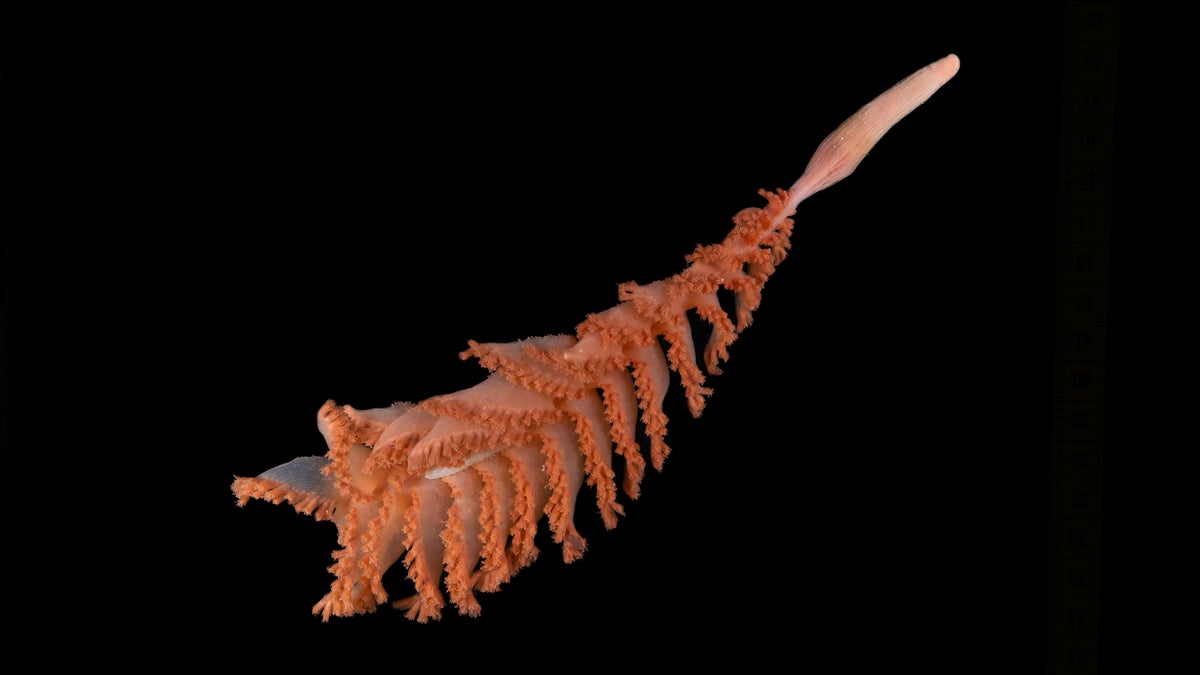 Researchers conducting the Nippon Foundation–Nekton Ocean Census have discovered more than 1,10...