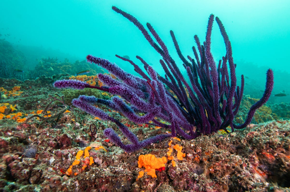 GettyImages-2232730075-web Coral seen near the Strait of Hormuz in the Persian Gulf. Mahmut Serdar Alakus/Anadolu via Getty ...