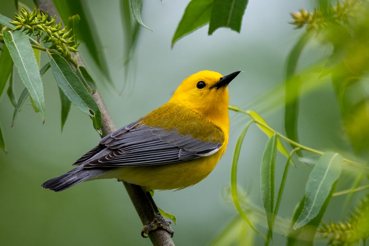 Prothonotary Warbler. Teresa Kopec/Getty Images