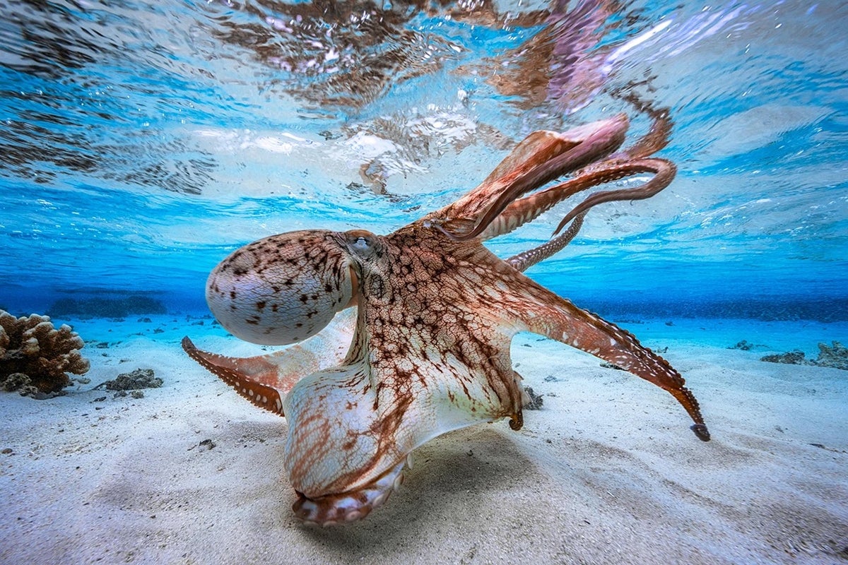 Neuroscientists are studying octopuses and other cephalopods because of their intelligence and la...