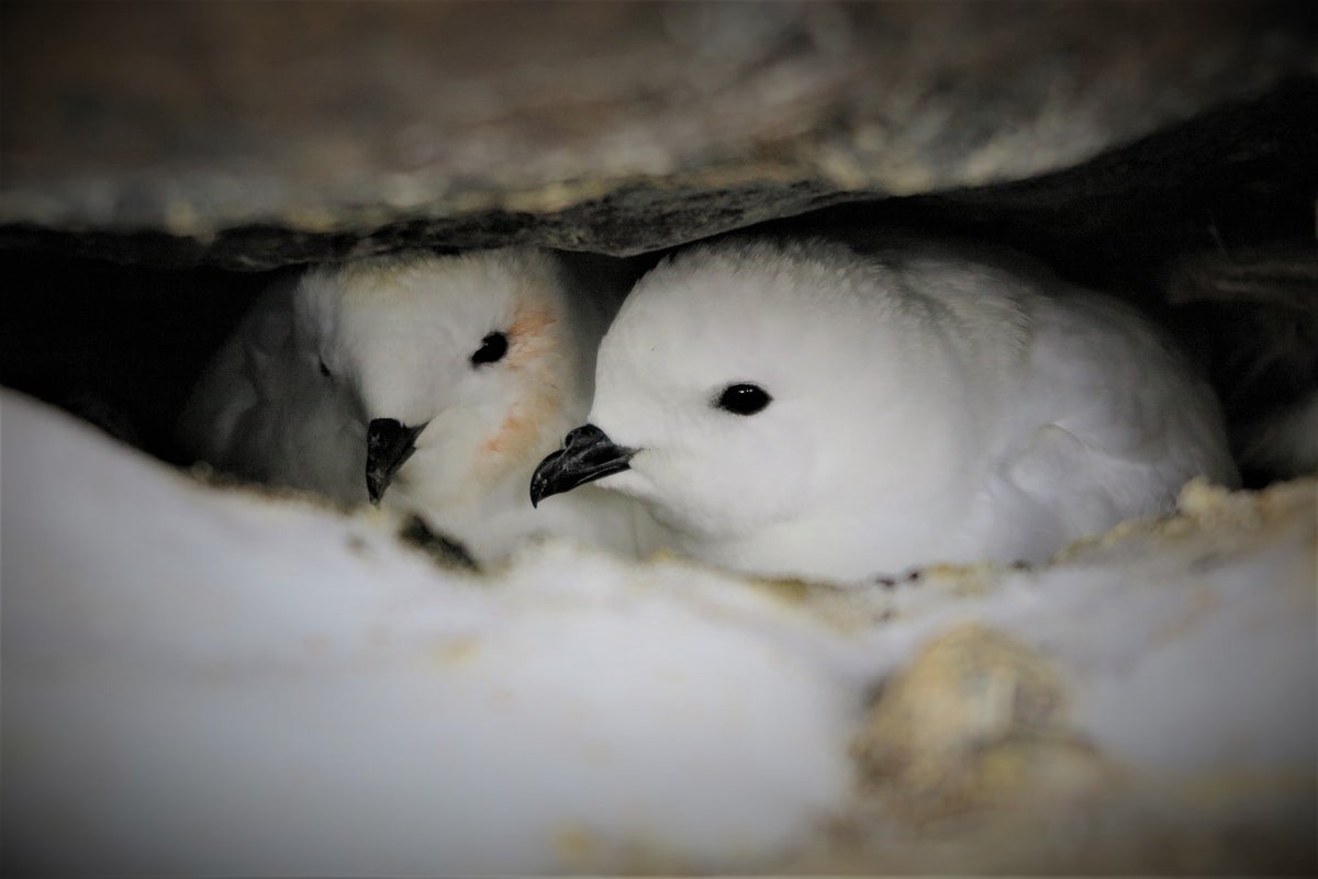 Stinky samples of Snow Petrels‘ 50,0000-year-old regurgitated stomach oil can reveal ancient An...