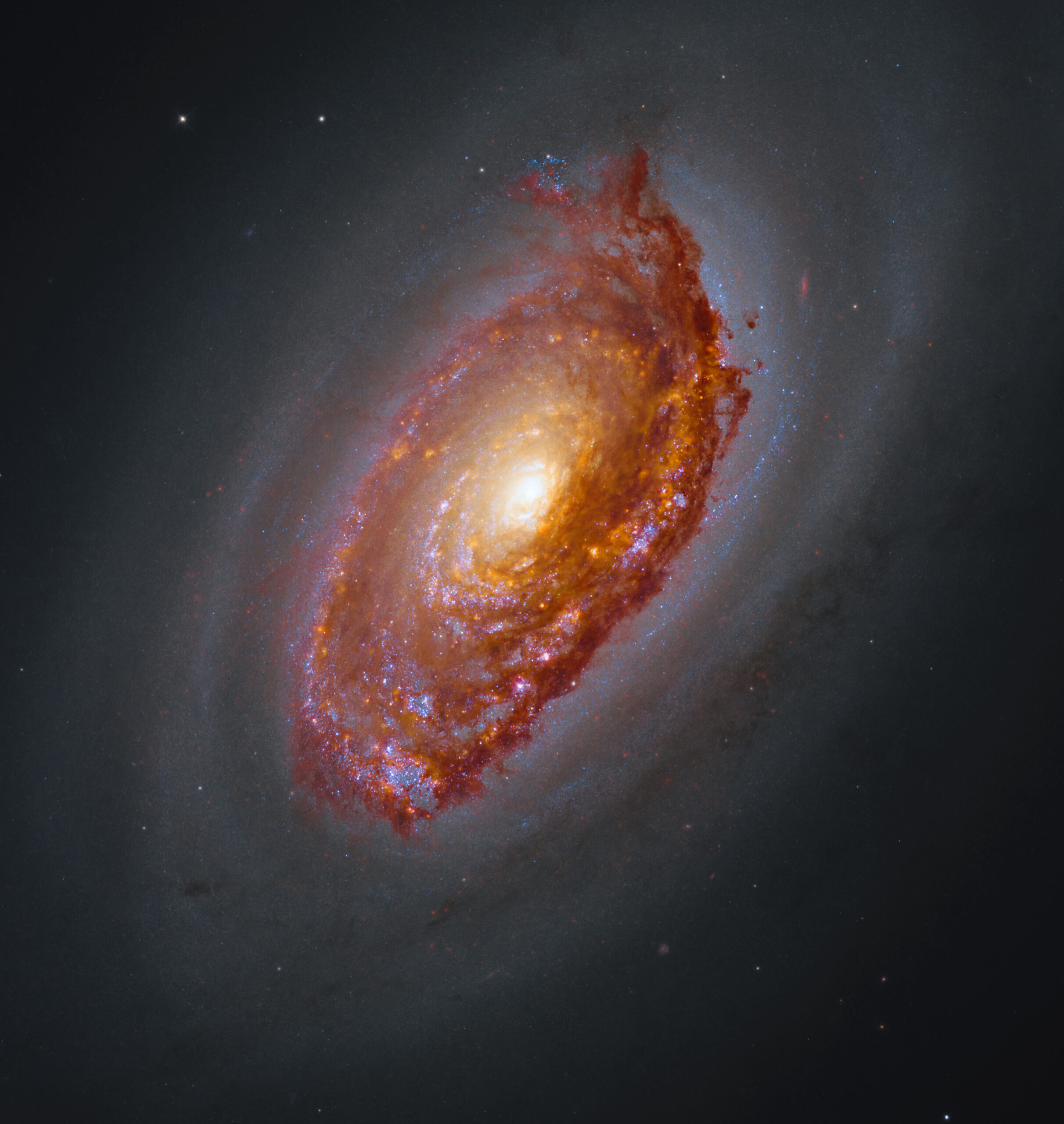 55158722798-9bb0f41f19-o Hubble and Webb image of M64. A massive spiral galaxy glows with a yellow core, surrounded by arm...