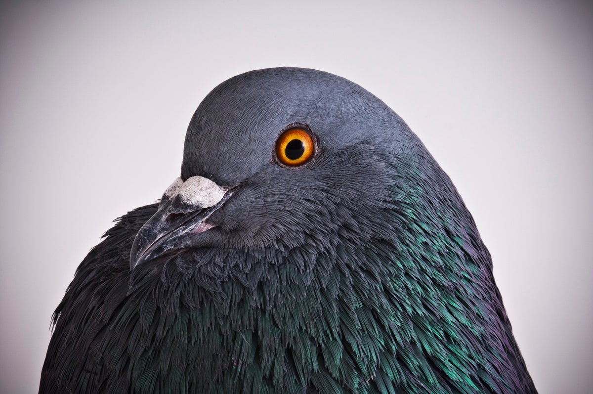 Chaotic-pigeon-GettyImages-582736916 New work on animal learning shows how pigeons live “at the edge of chaos.” Richard Bailey/Get...