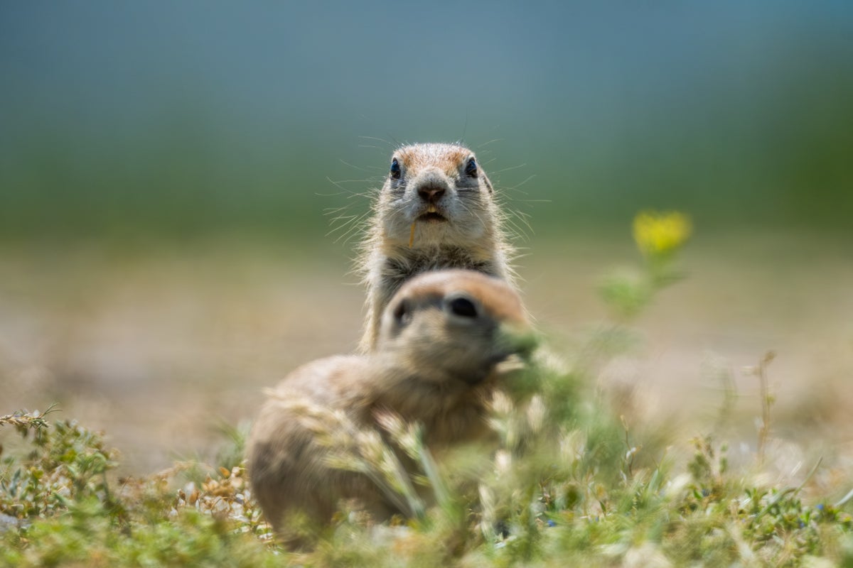 GettyImages-2276303866 Ground squirrels go into a hibernation state called torpor for up to eight months. Alaeddin Cogal...