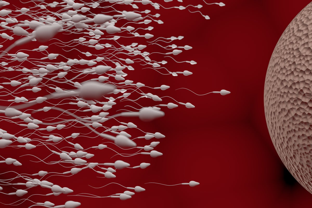 Sperm quality improved in men with obesity after a course of GLP-1 drugs. vchal/Getty Images