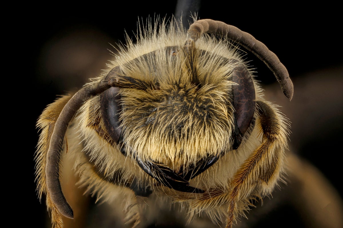The researchers found that bees in the Andrena genus showed magnetic properties. USGS Bee Lab via...