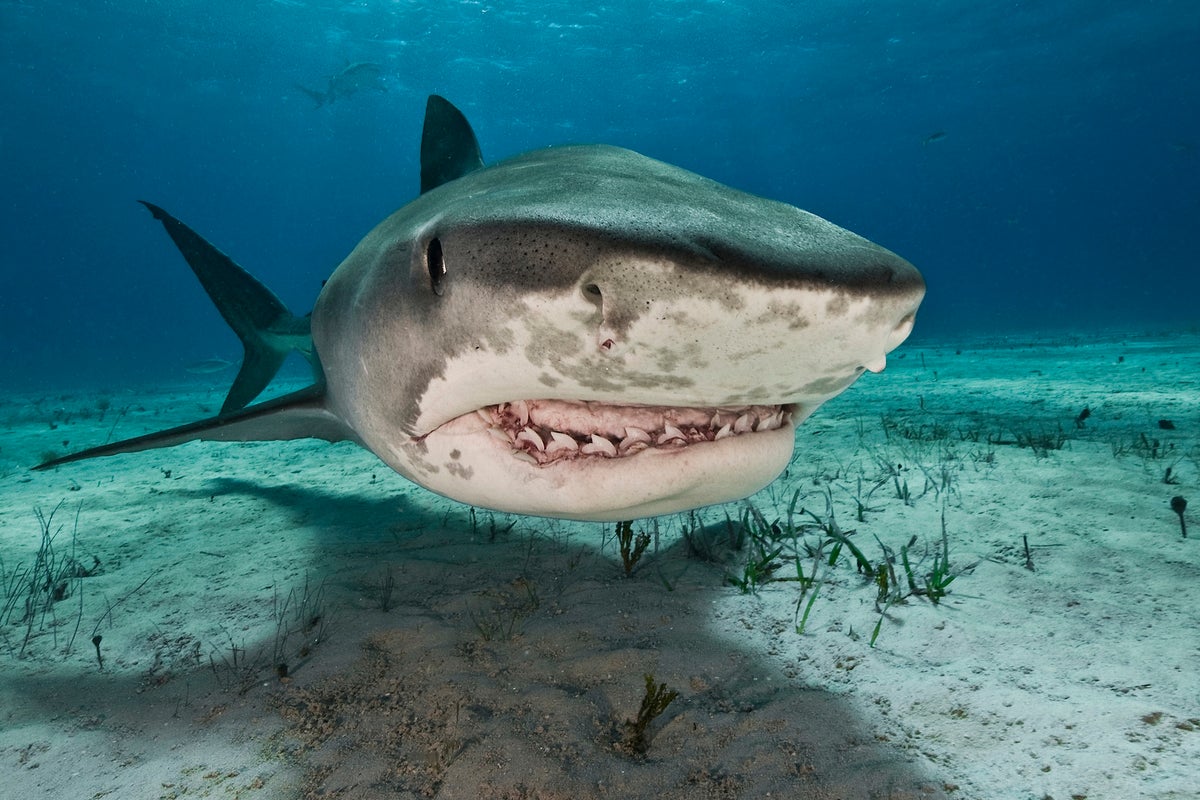 Tiger sharks (Galeocerdo cuvier) are common visitors of the reefs north of the Bahamas in the Car...