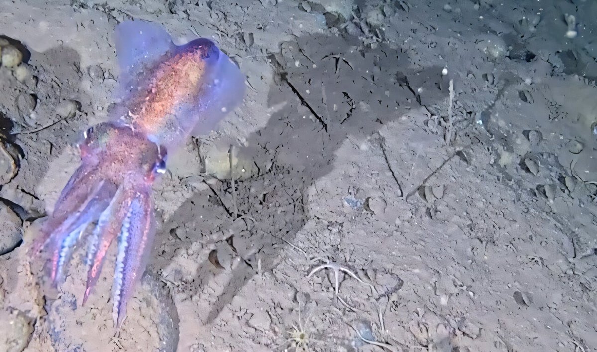 An Arctic bobtail squid. University of Western Australia
