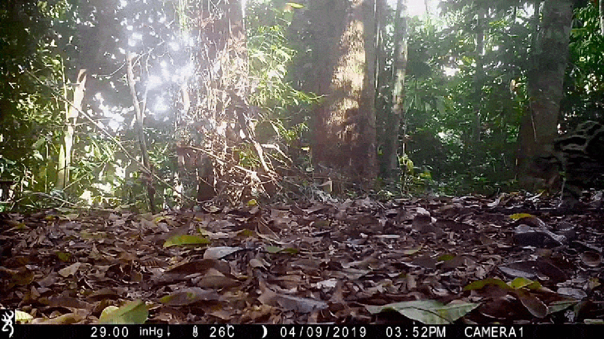 A Sunda clouded leopard walks in front of a camera trap in Sabah, Borneo. Panthera