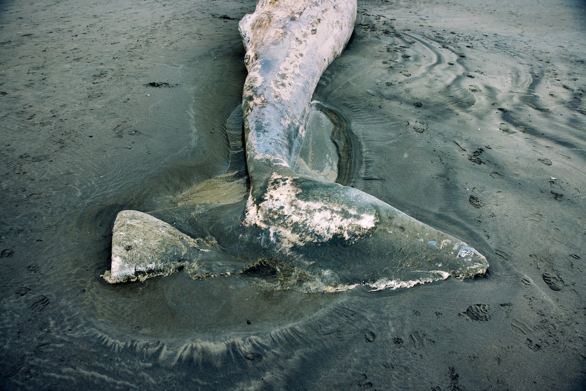 GettyImages-2273436950_web This juvenile gray whale washed up at Ocean Shores, Wash. RyanJLane/Getty Images