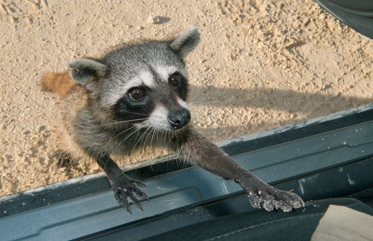 Pygmy-Raccoon-Cozumel-RF Pygmy raccoons, found only on Cozumel Island, have shown evidence of “material culture”—use...