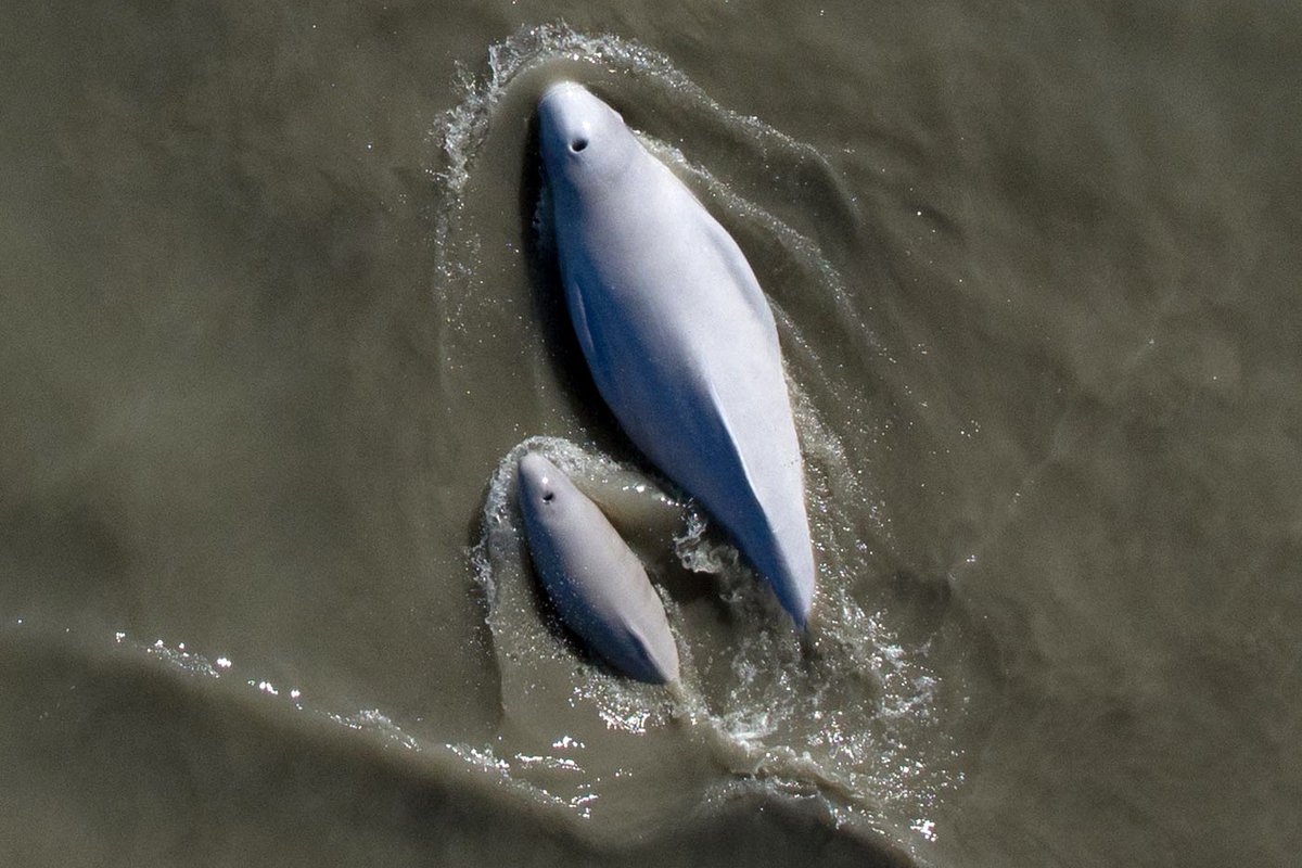A beluga whale mother and newborn calf swim through the silty water of Cook Inlet. Hollis Europe ...