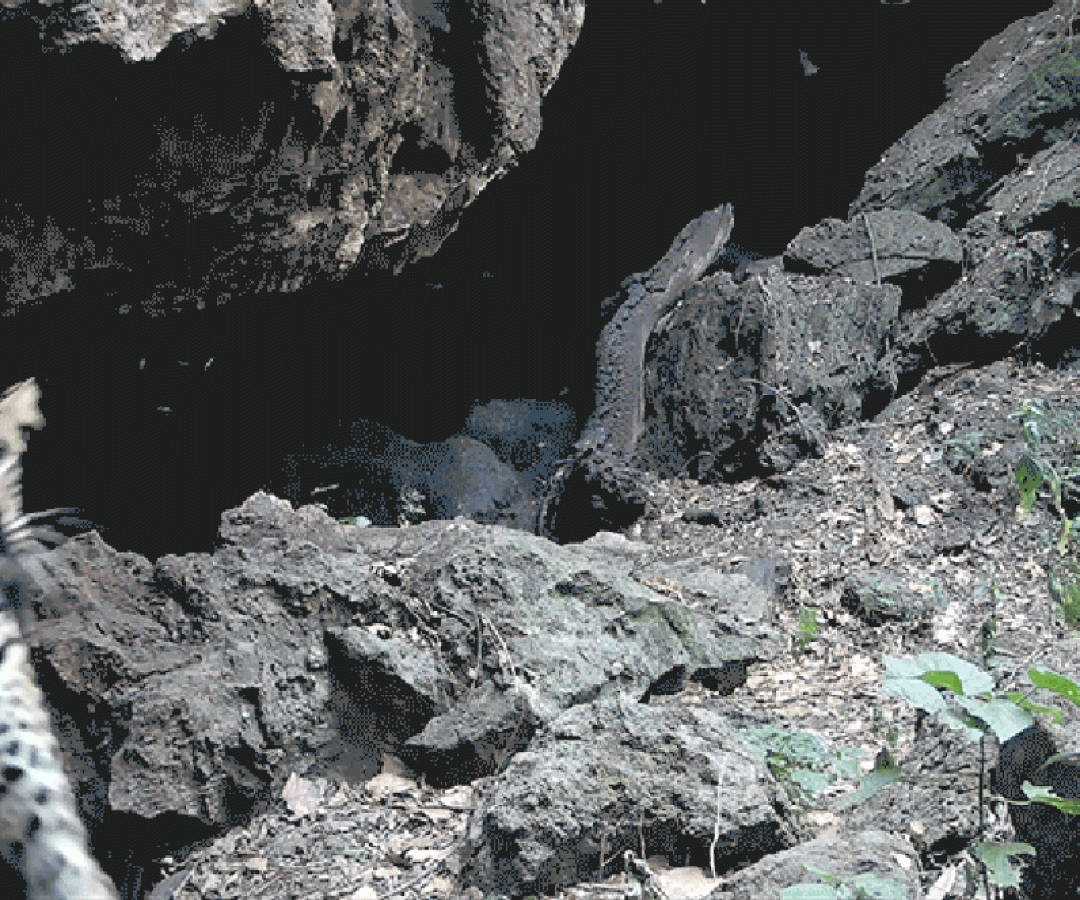 Researchers caught an African leopard on camera eating bats from a cave in Uganda. It might be th...