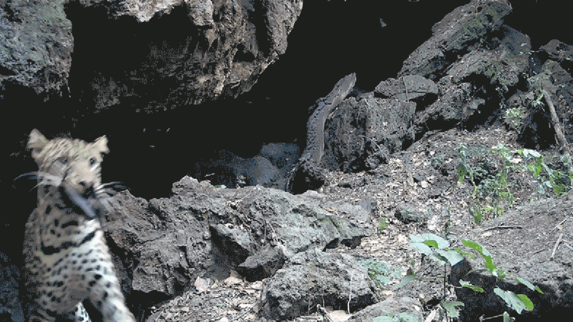 Researchers caught an African leopard on camera eating bats from a cave in Uganda. It might be th...