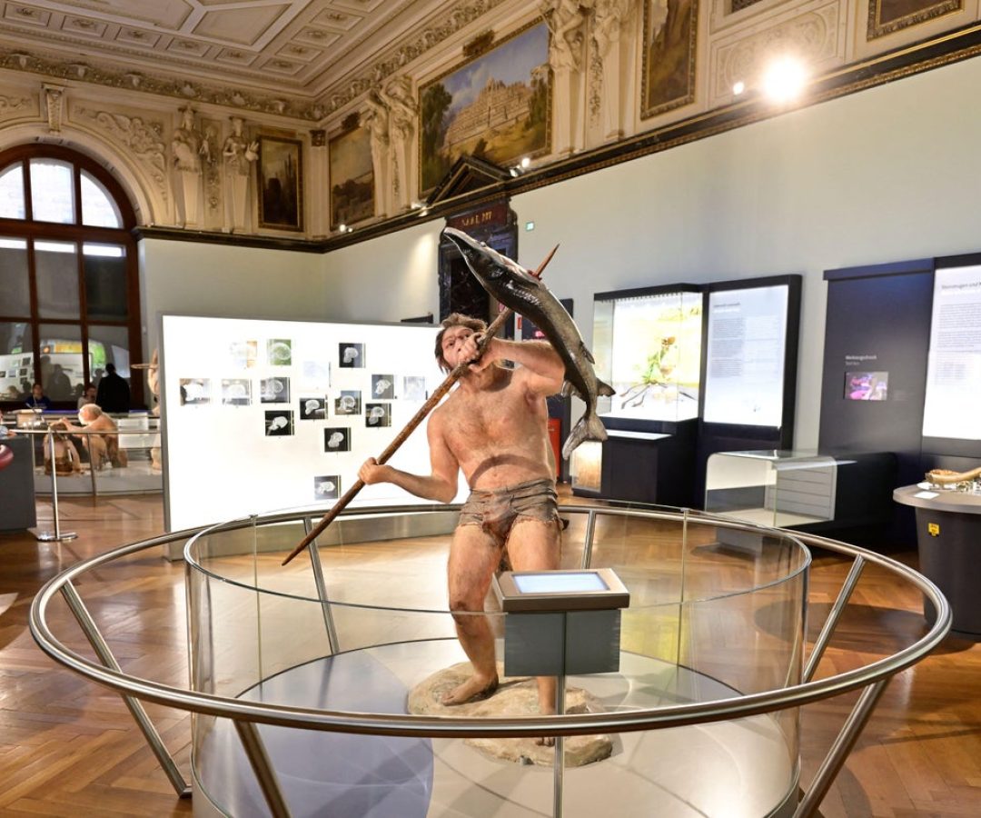 Homo erectus in the Natural History Museum in Vienna, Austria. Franz Perc/Alamy