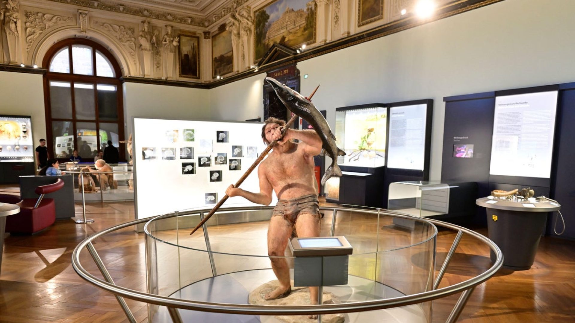 Homo erectus in the Natural History Museum in Vienna, Austria. Franz Perc/Alamy