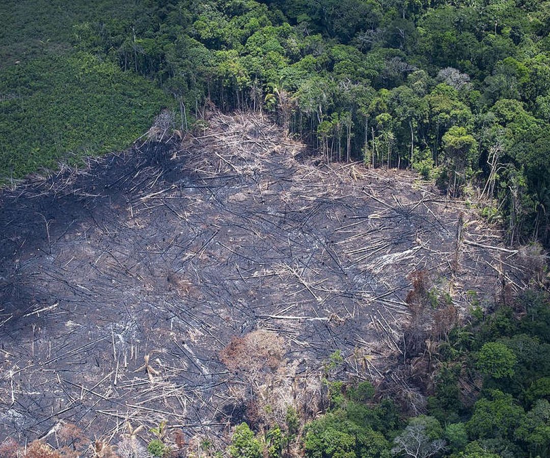Pesquisa detectou 11 dias a menos de chuva, em média, onde a cobertura florestal foi inferior a ...