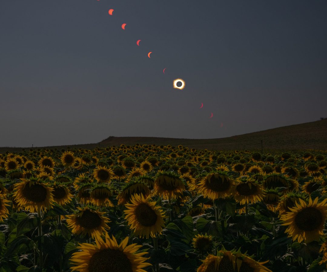 This composite image shows the progression of a total solar eclipse over a sunflower field in Spa...