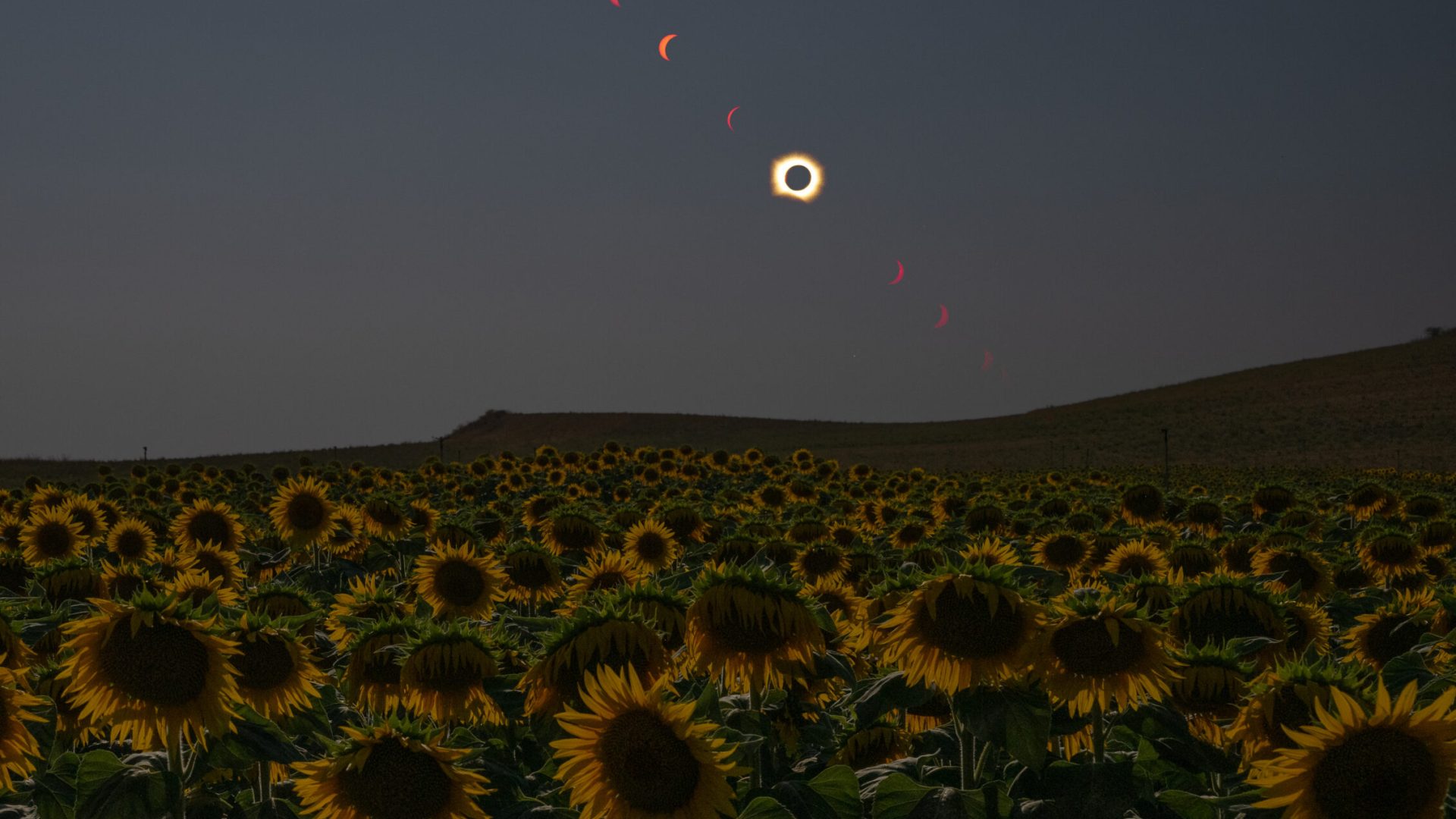 This composite image shows the progression of a total solar eclipse over a sunflower field in Spa...