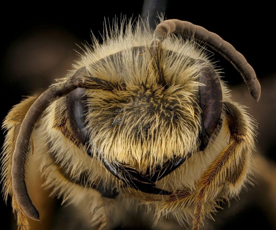 The researchers found that bees in the Andrena genus showed magnetic properties. USGS Bee Lab via...