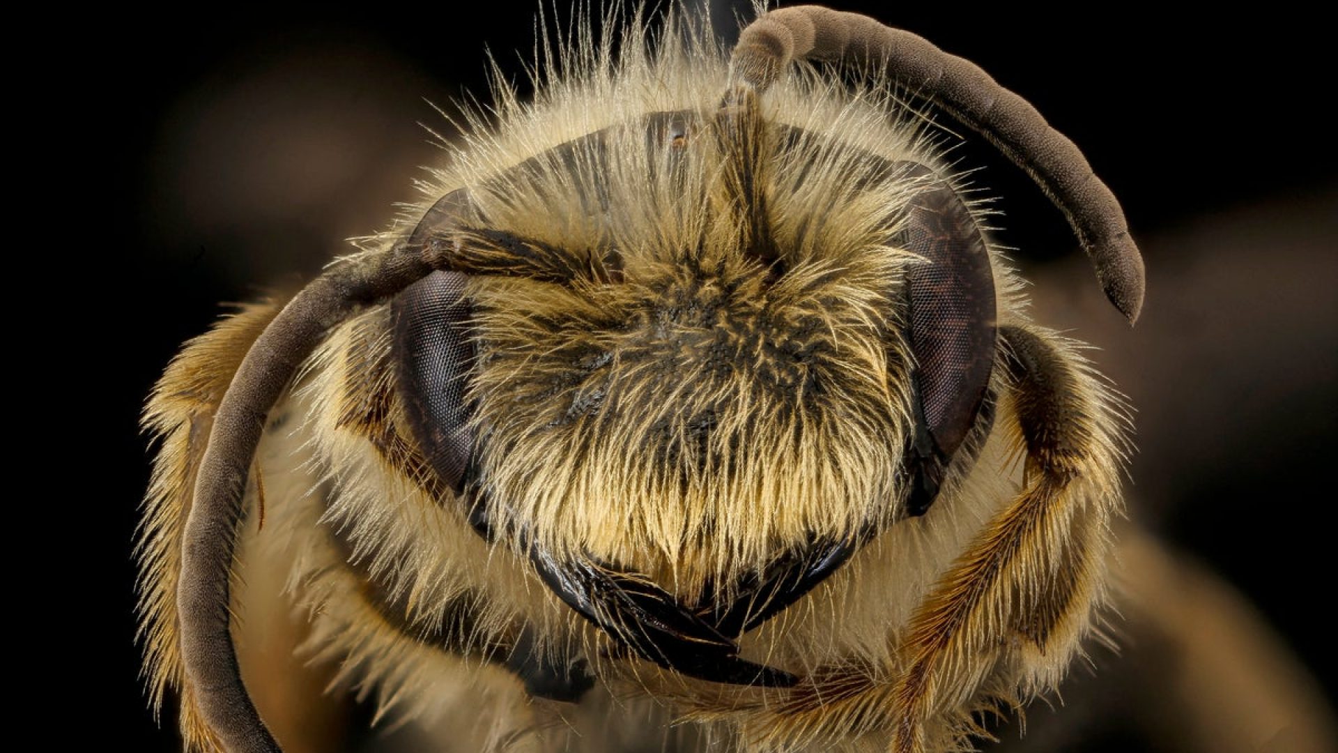 The researchers found that bees in the Andrena genus showed magnetic properties. USGS Bee Lab via...