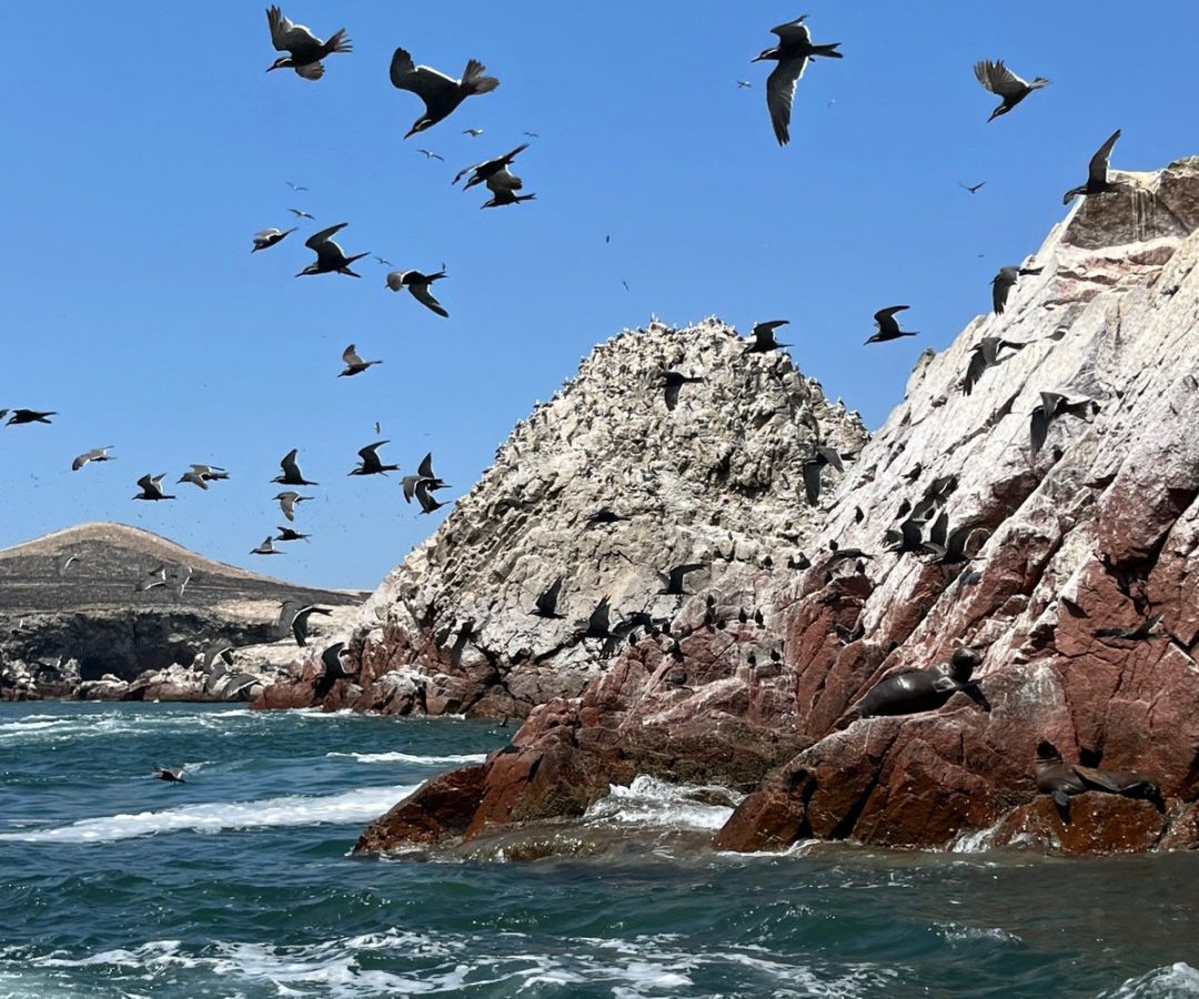 The Isla Balletas is a guano-rich island south of the Chincha Islands. Jo Osborn