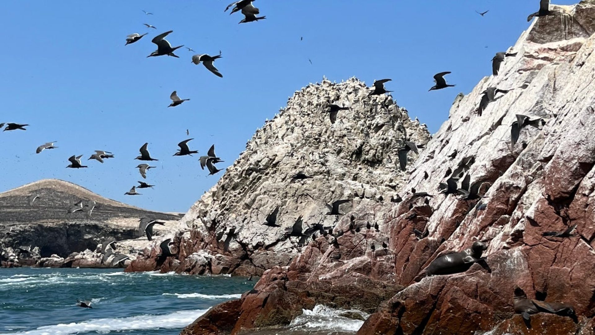 The Isla Balletas is a guano-rich island south of the Chincha Islands. Jo Osborn