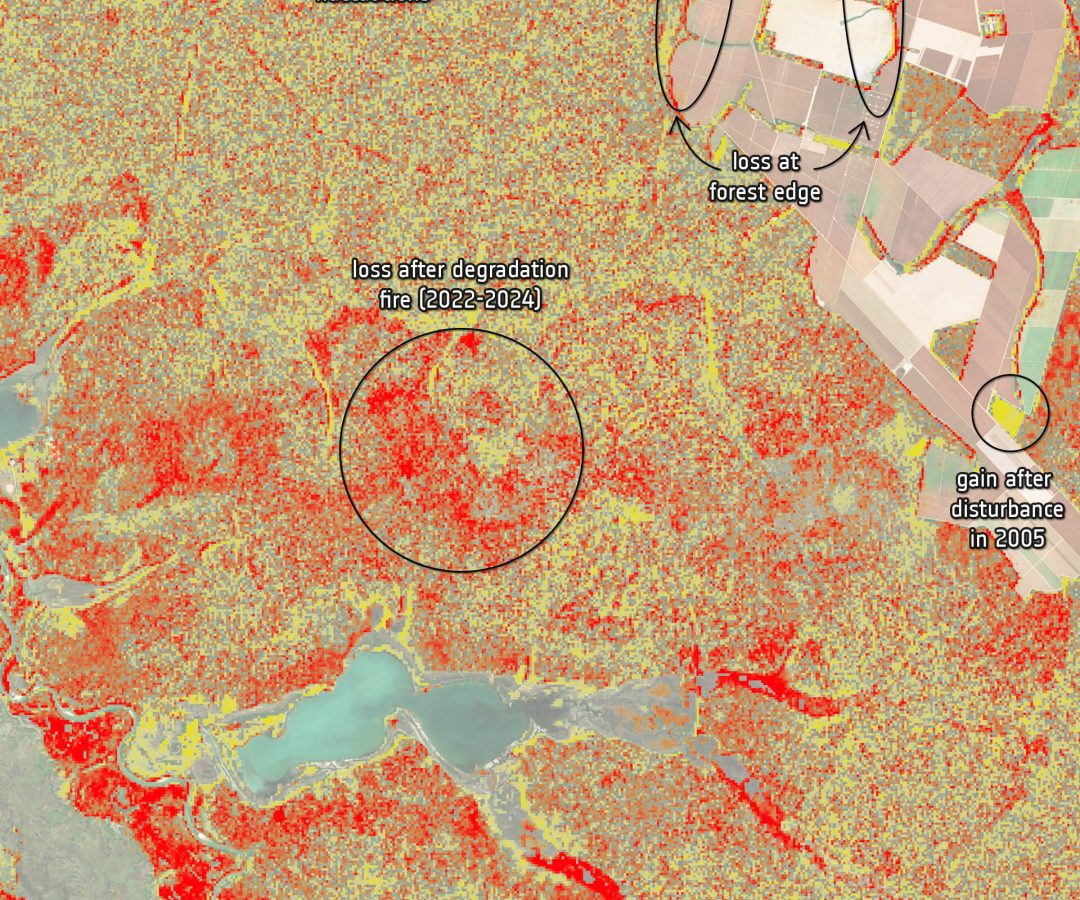 Improved reporting needed on forest carbon emissions