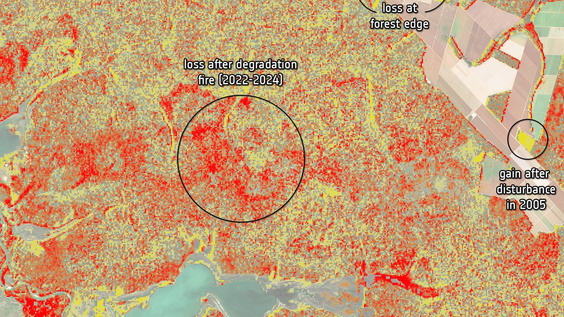 Improved reporting needed on forest carbon emissions