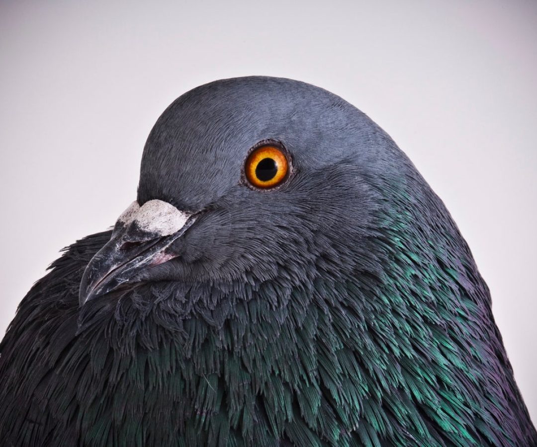 New work on animal learning shows how pigeons live “at the edge of chaos.” Richard Bailey/Get...