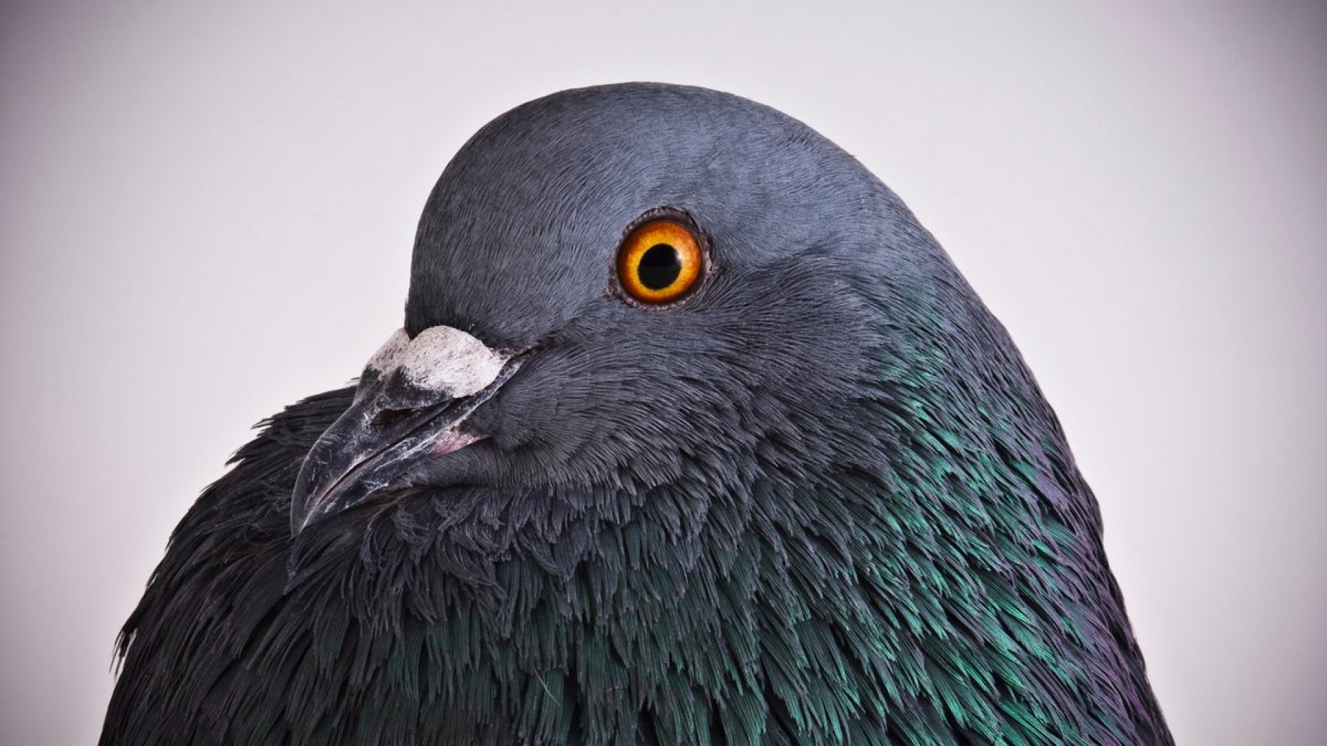 New work on animal learning shows how pigeons live “at the edge of chaos.” Richard Bailey/Get...