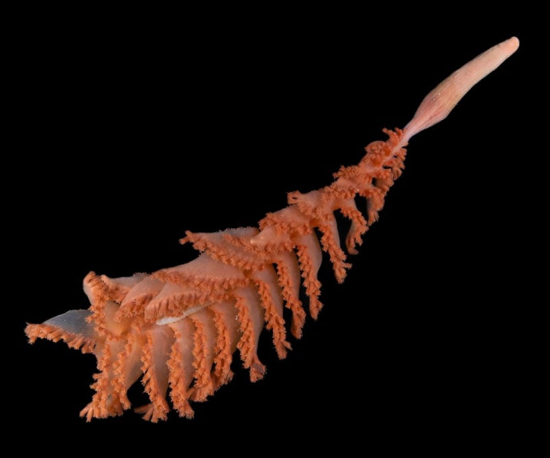 Researchers conducting the Nippon Foundation–Nekton Ocean Census have discovered more than 1,10...