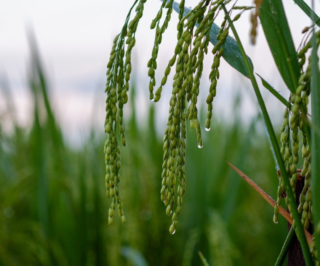 Rice plants sense the sound vibrations of raindrops hitting the ground—and researchers suspect ...